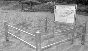 [지방화제] 바다거북 살리기 작전