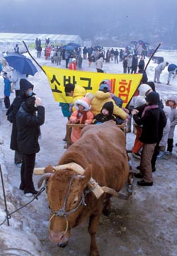 가보자 대관령눈꽃축제