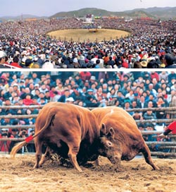 2003년 청도국제소싸움축제