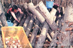 [지방화제] 표고 수확