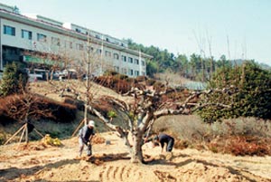 [지방화제] 시청으로 이사온 ‘시 상징’ 82년 된 배나무 옮겨심어