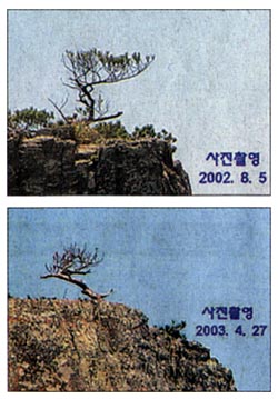 [지방화제] 해금강 ‘천년송’ 말라 죽나