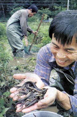 [지방화제] 미꾸라지 잡는 농부들