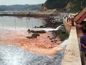 [지방화제] 양식장 밀집지역 배수구에 황토 살포 적조 퇴치 아이디어 큰 효과