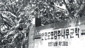 [지방화제]  모감주나무군락 잡초 무성