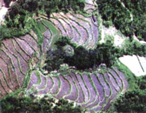 [충북 청주] ‘다랑 논’을 찾습니다