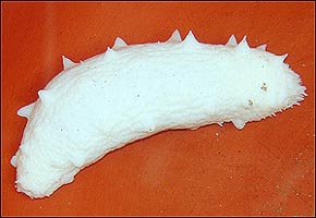 [경북 울릉] 해삼 희귀종 ‘백삼’ 채취