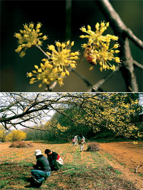 이천 산수유 마을