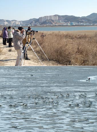 [Enjoy금토일] 낙동강 철새 기행