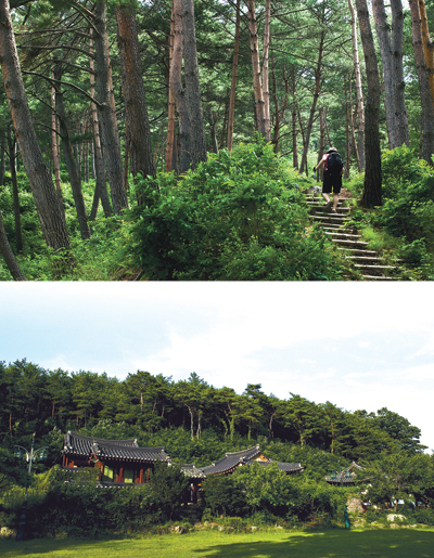 경북 봉화 서벽리 금강소나무숲 트레킹