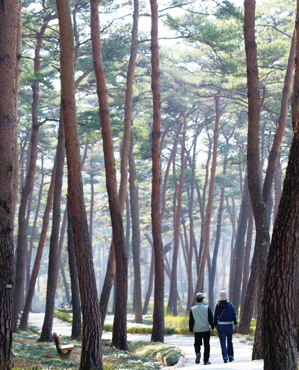 ‘솔숲과 해변’ 태안 노을길