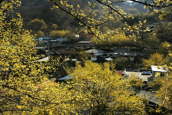 성큼다가온 봄소식