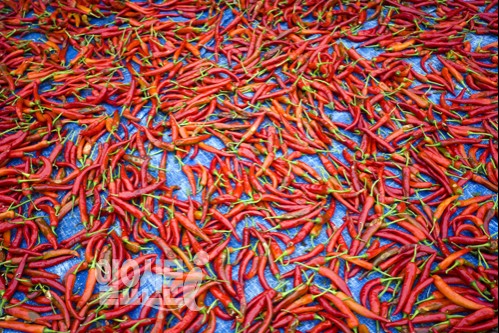'김장의 계절' 고춧가루서 독성 농약성분 검출