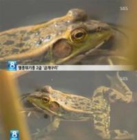멸종위기종 2급 금개구리 5마리 발견돼 화제...보호 대책 절실