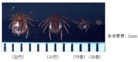 '두 번째 사망자' 살인진드기 공포감 확산... 예방법 숙지하고 의심시 즉시 병원행