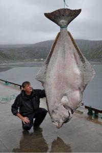 무게 233kg 50년산 '진격의 괴물 가자미' 화제…세계 신기록