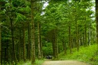 마음을 씻어주는 숲…6월 걷기 여행 10선