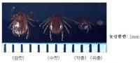성묘 시즌 앞두고 '벌초 진드기 주의' 쯔쯔가무시병 감염 가능성, 예방법은?