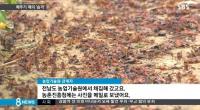 해남 메뚜기떼 습격, 추석 앞두고 농가 '쑥대밭' 