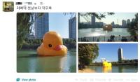 석촌호수 '러버덕', 등장 첫 날부터 바람 빠져 '시무룩'…"물 마시는 러버덕?"