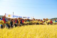 여주시‘쌀 생산우수단지 벼베기’행사 개최