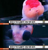 중국 미녀 금붕어 선발대회, 1만 마리 참가 “한 마리 가격이 무려 170만 원”