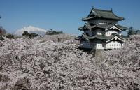  올봄, 일본으로 벚꽃 구경을 떠나 볼까? 