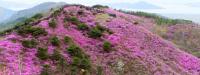 강화군 진달래축제 “고려산에서 봄 향기와 진분홍색 향연 즐겨요”