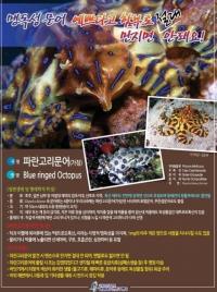 제주 맹독성 문어 주의, 파란고리문어 예쁘다고 만졌다간 죽을 수도