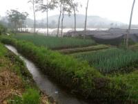 미얀마에서 온 편지 [30] 인도네시아 고원지대에 핀 ‘한국작물농장’