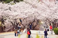 순천향대, 미니 벚꽃축제 ‘봄나들이’
