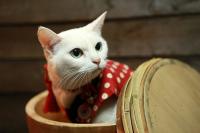 “불황엔 고양이가 대세라옹” 일본 이유 있는 ‘네코노믹스’