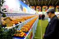 2016 청도 세계코미디아트페스티벌, 청도반시 축제 '성공'