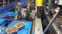 포항해경, 대게조업 금지기간 위반사범 잇따라 검거