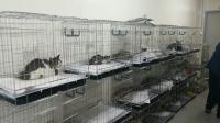 들고양이 사체 접촉 안 돼…'고양이→사람' AI 감염 전세계 1건