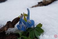 [풍경] 장성 백양사 경내에 핀 설중화(雪中花) ‘현호색’