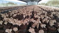 산림조합중앙회 산림버섯연구센터, 표고버섯 재배 전문가 양성 교육생 모집