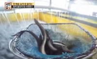 '채널A' 연매출 34억 장어갑부, 빠른 손으로 40억대 건물 "4년만에 2배"