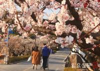 활짝핀 매화, 상춘객 유혹