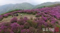 산청, 황매산 핑크빛 봄꽃 ‘철쭉’ 축제 오세요