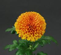 경남도 농업기술원, 화훼 트렌드에 맞춘 폼폰형 국화 농가 보급