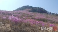 거제, 진달래 향기가 진동하는 대금산으로 오세요