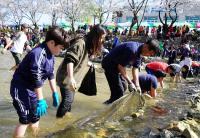 금산천 봄꽃축제장에 5천여  인파 북적