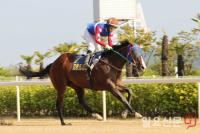렛츠런파크 부산경남, 단거리 최강마 가리는 스프린트 시리즈 펼쳐