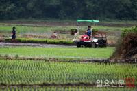 [풍경] 비개인 강진 들판 ‘분주’