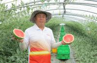 김해시농업기술센터, 1인 세대 애플수박 출하 기대