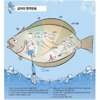 수과원, 넙치 전염병 예방 백신 메뉴얼 발간 