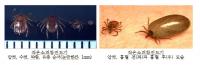 부산 보건환경연구원, 참소진드기 매개 SFTS 감염 주의 당부 