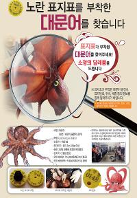 수과원, 노란색의 원형 표지표 부착 대문어 포획 신고 당부