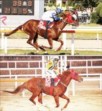 '한국 최고마 가린다' 부산광역시장배 미리보기